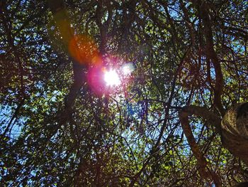 Low angle view of trees in forest against sky