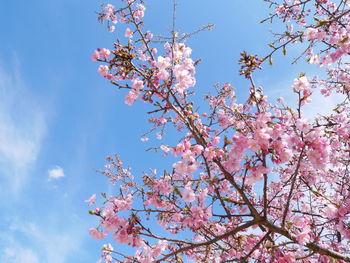 Low angle view of cherry blossoms against sky