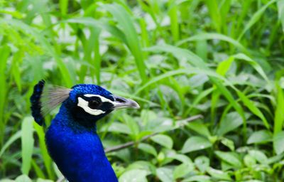 Close-up of bird