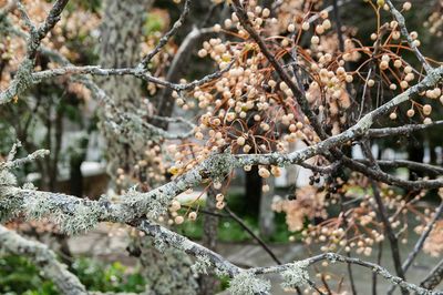 Close-up of tree