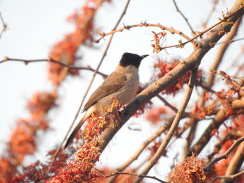 Low angle view of bird perching on branch