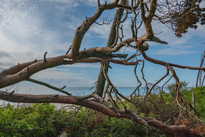 Bare tree against sky