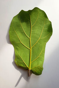 Close-up of green leaves on white background