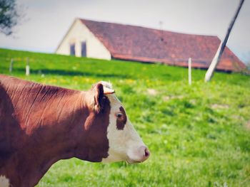 Close-up of cow on field