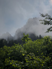 nature