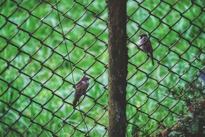 Bird perching on a fence