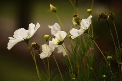 Close-up of white flowering plant on field