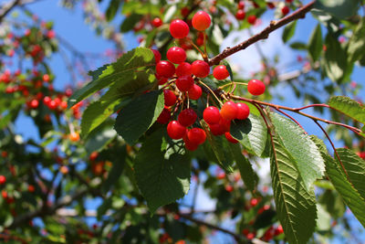 Close-up of red berries growing on tree