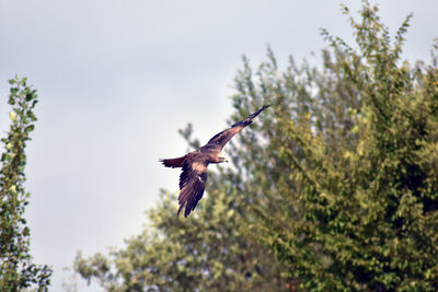 Low angle view of a bird flying