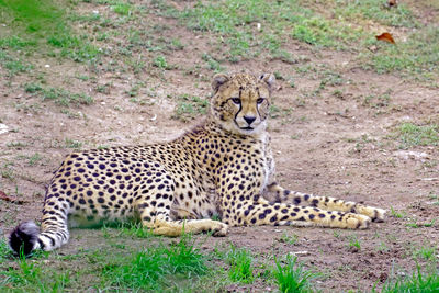 Cheetah relaxing on field