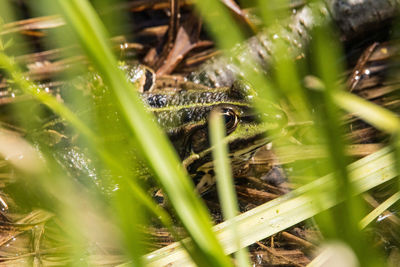 Close-up of insect on grass