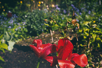 Close-up of red berries growing on plant