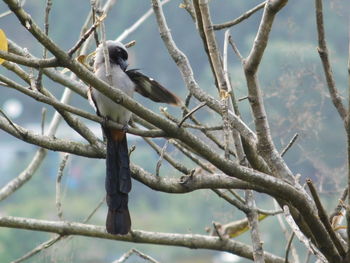 Low angle view of bird perching on branch