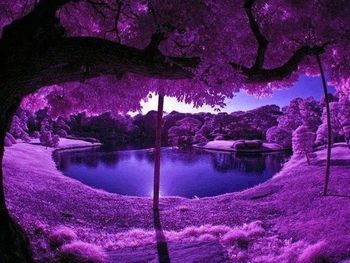 Reflection of trees in calm lake