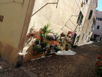 Potted plants on wall of building