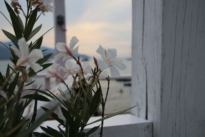 Close-up of white flowering plant against sea