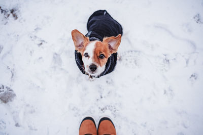 Unrecognizable female boots walking on snowy landscape. cute jack russell dog wearing coat