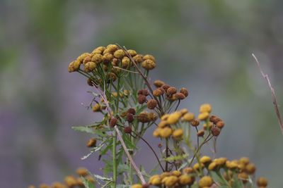 Close-up of yellow flowering plant