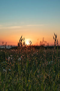Close-up of crops growing on field against sky during sunset