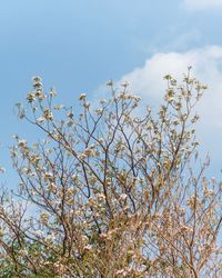 Low angle view of flowering plant against sky