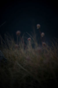 Close-up of grass on field at night