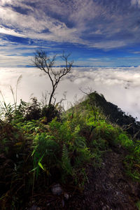 Low angle view of trees on landscape against sky