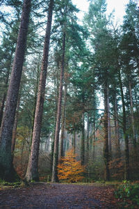 Trees against sky