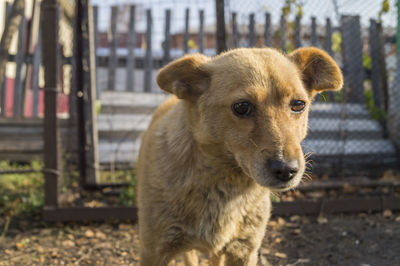 Close-up of a dog