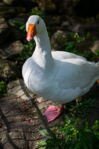 Close-up of a bird on field