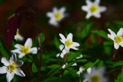 Close-up of white flowers blooming outdoors