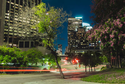 Trees in city at night