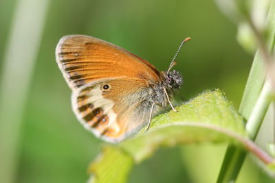 Close-up of butterfly on leaf