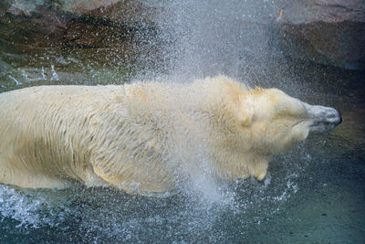 Close-up of water splashing