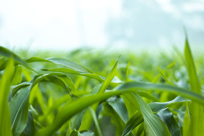 Close-up of crops growing on field