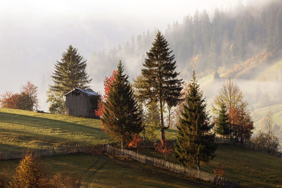 Pine trees on field against sky