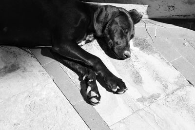 High angle view of dog relaxing on floor