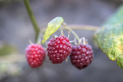 Close-up of strawberries