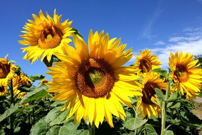 Close-up of sunflower on field against sky