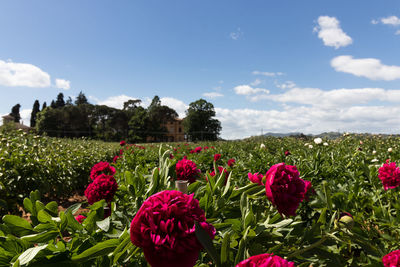 Close-up of pink flowering plants on field against sky