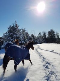 Horse on snowy field against clear sky during winter