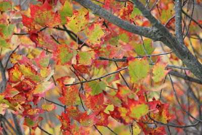 Close-up of maple tree during autumn