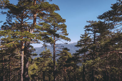 Low angle view of trees in forest against sky