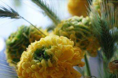 Close-up of yellow flowers