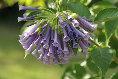 Close-up of purple flowering plant