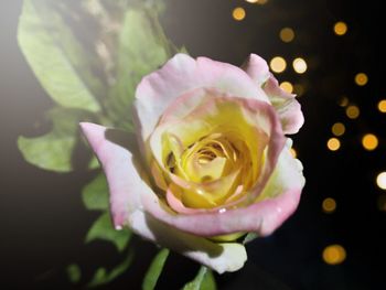 Close-up of pink rose flower