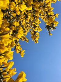 Low angle view of yellow flowering plant against clear sky