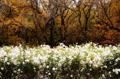 Close-up of fresh flowers on tree
