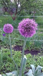 Pink flowers blooming in park