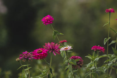 Close-up of pink flowering plant