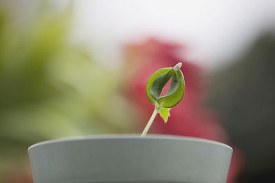 Close-up of fresh green leaf